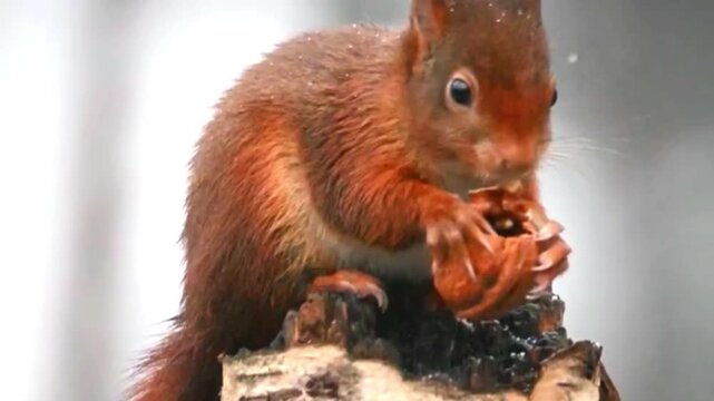 Red squirrel eating snow-covered branch in winter forest with natural fur texture