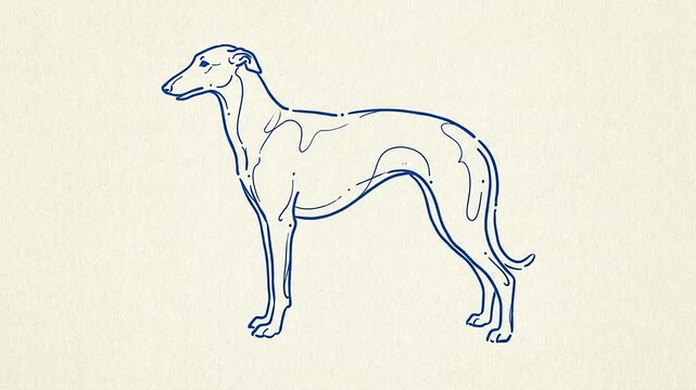 Step by step drawing tutorial of a greyhound dog from initial sketch to final outlines in multiple sequential frames