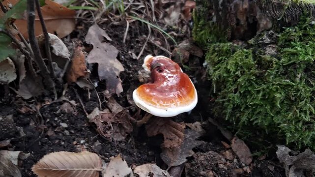 Reishi mushroom (Ganoderma lucidum) growing in natural forest habitat close up