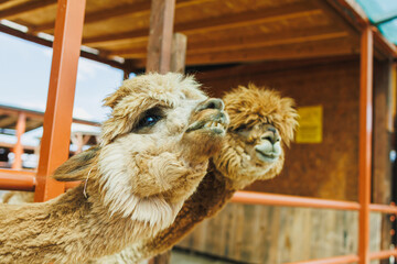 Fototapeta premium Two alpacas looking out from a pen in a farm setting during daylight