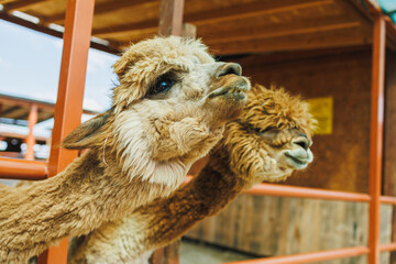Fototapeta premium Two llamas stand close together at a farm, looking curiously towards visitors on a sunny day in the countryside