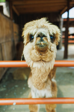 Llama stands by fence in petting zoo with farm buildings in the background during the day