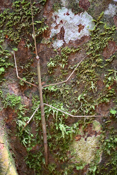 Giant stick insect in Mulu National Park, Borneo.