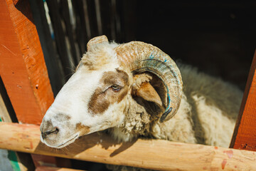 Close-up view of a horned sheep in a stable during daytime © DSMT