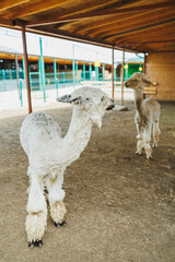 Fototapeta premium Llamas standing inside a barn on a farm during daytime