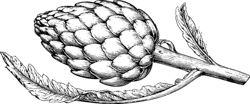 Antique engraved artichoke botanical engraving side view on white background for kitchen label packaging and vintage botanical print design
