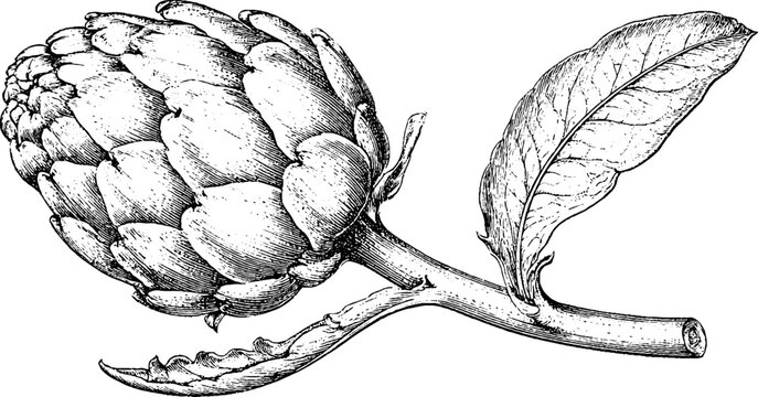Antique engraved artichoke branch with leaves on white background for culinary label packaging and vintage botanical print design