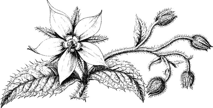 Antique botanical engraving of borage flower and leaves isolated on white background for vintage botanical illustration and label design