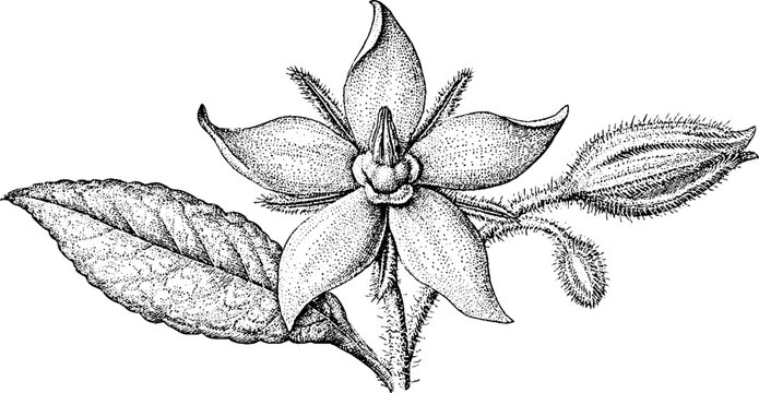 Antique engraving of single borage flower with elongated leaf isolated on white background for botanical label, print and decorative design