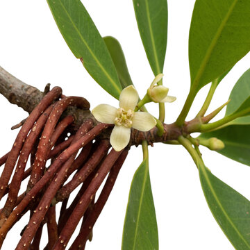 Delicate pale yellow blossom of red mangrove rhizophora mangle plant with prop root system, isolated on transparent background.