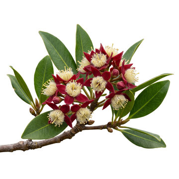 Exotic branch of rare deep red variant red mangrove rhizophora mangle flowers with leaves, isolated on transparent background.