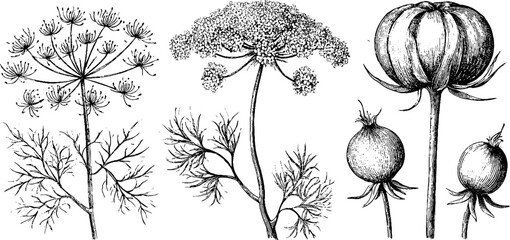 Obraz premium Antique dill engraving botanical illustration with umbels stems and seed capsules isolated on white for vintage poster label background and botanical packaging design