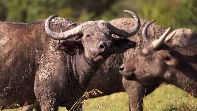 Video footage of African buffalo in the savanna landscape of Ol Pejeta National Park, Kenya.