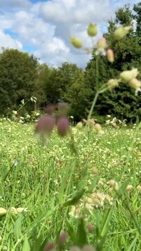 First person perspective walking through a lush green field filled with bladder campion flowers and tall grass on a sunny summer day, with a beautiful blue sky and white clouds in the background