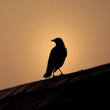 Black bird silhouette standing against a glowing orange sunset, dramatic backlit wildlife scene with peaceful solitude, freedom, mystery and spacious copy space