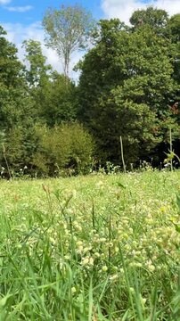 Pov shot walking slowly through a vibrant green meadow filled with bladder campion wildflowers and tall grass, with a background of lush trees and a bright blue sky on a sunny summer day