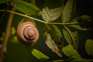 snail on leaf © thierry