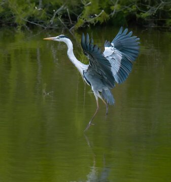Grey Heron Landing on Water with Huge Outstretched Wingspan Algarve