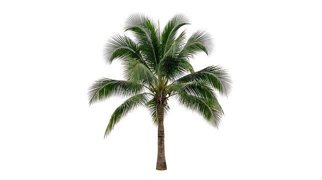 Single coconut palm tree isolated on white background.