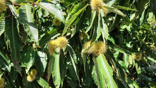 sweet chestnut tree with numerous spiny green burs surrounded by glossy serrated leaves, illuminated by bright natural sunlight
