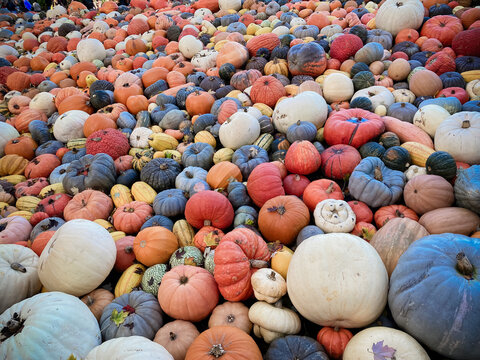 Colourful pumpkins in great variety