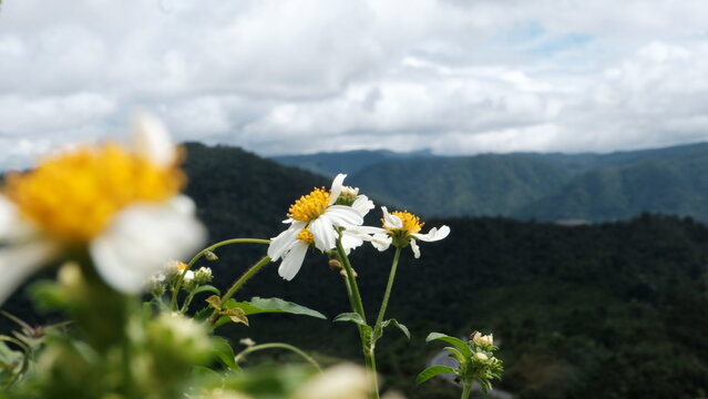 White wildflowers overlooking green mountains