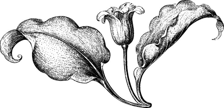 Antique engraved wild garlic leaf and flower botanical engraving isolated on white background for floral label and packaging design