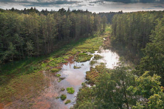 Mokradła w Borach Dolnośląskich. Obszar wypełniony wodą mającą brunatny odcień. Nad powierzchnią wody widoczne są place rosnących w niej roślin. Brzegi porasta wysoki, mieszany las. Zdjęcie z drona.