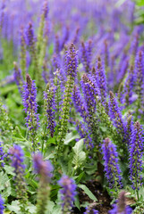 Fototapeta premium Sage flower field material: Photos of plants with blue-purple spike flowers and green leaves