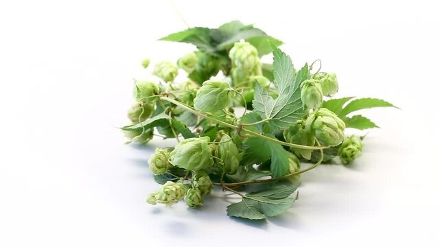 Fresh aromatic hop cones and vines on white background