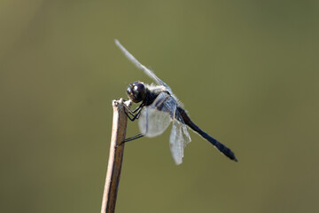 A close-up macro shot of a male black darter dragonfly (Sympetrum danae), also known as a black meadowhawk. The insect is gripping the top of a dry reed branch, showcasing its detailed compound eyes a © ForFarm