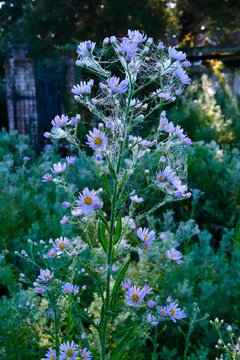 Blue asters in late summer and early fall garden