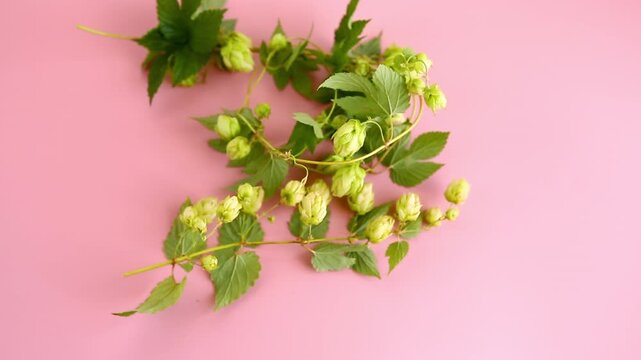 Botanical hop branches with copy space on pink background