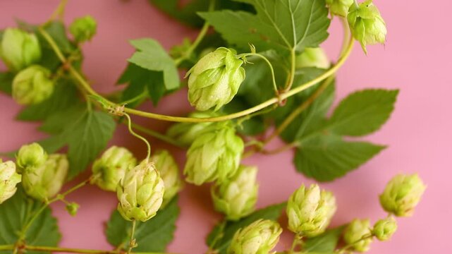 Botanical hop branches with copy space on pink background