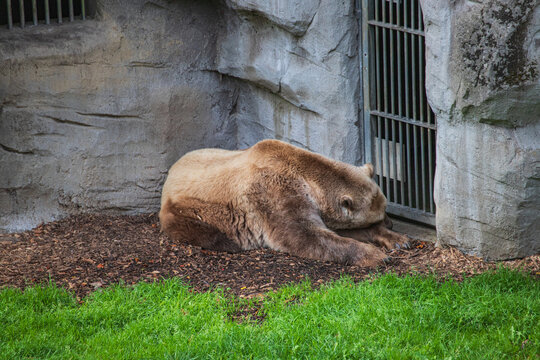Sleeping bear resting in front of a metal grid at a rocky zoo enclosure