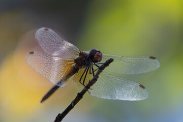 An exquisite extreme macro photograph of a dragonfly (Sympetrum species) resting on a thin dry twig. The shot captures incredible details of the insect's compound eyes, hairy thorax, and the intricate © ForFarm