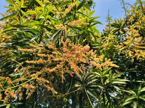 Close-up view of a blooming mango tree (Mangifera indica) with vibrant yellow flower panicles and lush green leaves under a clear blue sky during spring