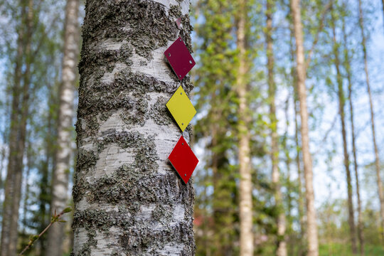 Colored hiking trail markers on birch tree in green Finnish forest