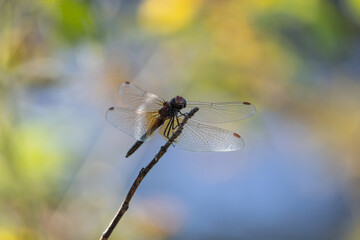A beautiful macro shot of a dragonfly (Sympetrum species) perched on a thin dry branch cutting diagonally through the frame. Its delicate, transparent wings are fully spread, showcasing a fine network © ForFarm