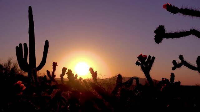 Silhouettes of saguaro and cholla cacti against a vibrant sunset sky in desert landscape.