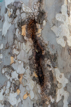 Close-up texture of a sycamore tree trunk with a natural hollow opening