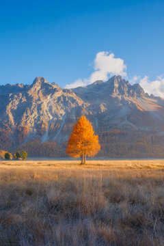 Vertical photo. Autumn landscape during sunset in the mountains. Yellow larch trees. Incredible view of the mountain valley with lake. Background, wallpaper, postcards.