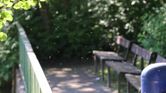 Swarm of midges dancing in the sunlit park
