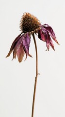 Obraz premium Single dried Echinacea flower head, central cone with intricate texture, withered purple petals, full stem, minimalist white background.