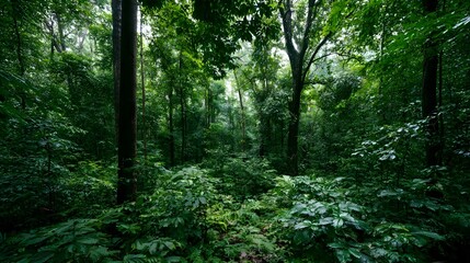 Fototapeta premium A dense tropical rainforest with towering trees lush undergrowth and vibrant green foliage creating a serene natural environment
