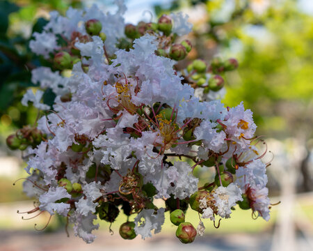 Lagerstroemia indica (crape myrtle) blossoms in vivid pink, ruffled petals and golden stamens, lush green foliage, blue sky, blooming summer garden tree