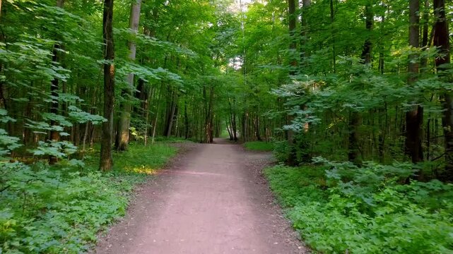 Dirt path through lush green summer forest with sun light filtering through trees canopy