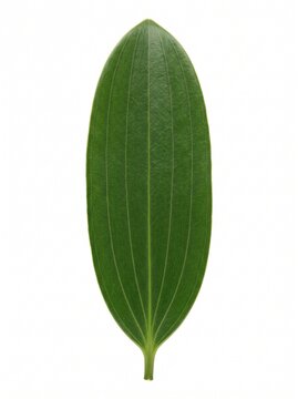 Single Fresh Kauri Leaf (Agathis) Isolated in White Background