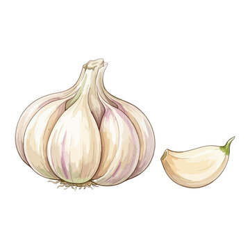 Watercolor garlic bulb and clove organic vegetable seasoning on white