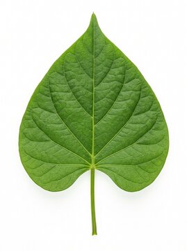 Single Fresh Sweet Potato Leaf (Ipomoea batatas) Isolated in White Background